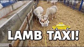 I MADE A LAMB TAXI 🚕  Spring Lambing 2021  Vlog 426 [upl. by Voltmer]