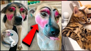 Funniest Cats And Dogs Videos 😁  Best Funny Animal Videos 2024 🥰4 [upl. by Naux946]