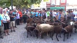 Caminhada da Transumância  Festival dos Chocalhos 2018 [upl. by Penman]