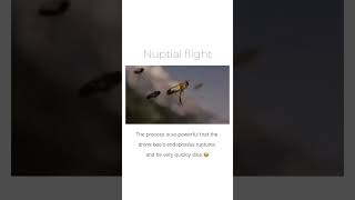 nuptial flight in honey bees 🐝😨🤯😱🐝shorts reproduction [upl. by Sheldon]