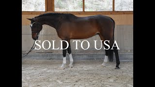 SOLD TO USA  2018 gelding Kapteinis Cukurs Calliano  Bleisbergs Liwius Lionnell [upl. by Roach]