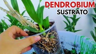 dendobrium sustrato para orquideas chuyito jardinero [upl. by Ocer]