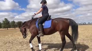 Retraining the Standardbred  Asking to lower the head [upl. by Corrine]