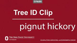 Tree ID Clip pignut hickory [upl. by Helge]