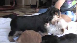 morkie puppies playing [upl. by Alpert]