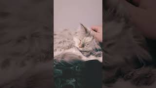 Be sure to rest Its late cat siberian siberiancat russian [upl. by Orsini]