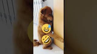 Funnydogreaction44 😍funny 9kviral dogbarkingsounds cutepuppy Satyazlittleworld786 [upl. by Nrobyalc]