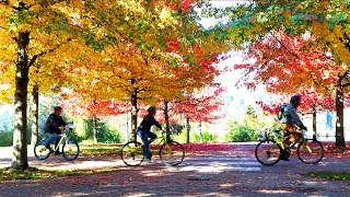 Fall Season in Vancouver BC Canada [upl. by Krusche640]