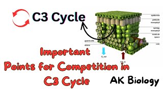 Important points for exam of C3 Cycle  Photosynthesis Quick review [upl. by Attirb]