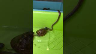 The Smallest Worm in the World 🙃 🪱 petshorts reptile turtles [upl. by Oralie]