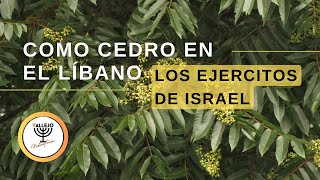 Reunión de Sábado por la Tarde  Como Cedro en el Líbano  Los Ejércitos de Israel [upl. by Kettie]