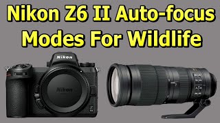 Nikon Z6 II Auto focus Modes For Wildlife Photography [upl. by Enilesoj]