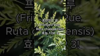 프린지드 루Fringed Rue Ruta chalepensis 효능 TOP 3 [upl. by Peednus]