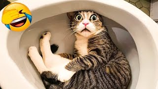 You Laugh You Lose Dogs And Cats 🙀🤣 Best Funny Animal Videos 😍😅 [upl. by Garik118]