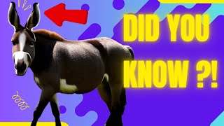 10 Interesting Facts About Donkeys [upl. by An]