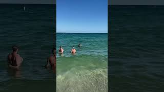 Manatee Visits the Beach — Crowd Goes Wild in Miami miami miamibeachlife beach miamibeach [upl. by Gaul]