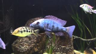 Fossorochromis rostratus [upl. by Tova]