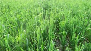 Zero Tillage Wheat in Nepal [upl. by Braca556]