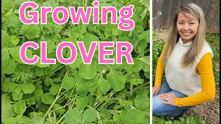 Growing CLOVER as a cover crop time lapse [upl. by Arehsat]