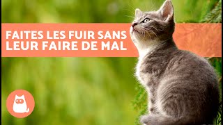 Comment FAIRE FUIR les CHATS ERRANTS sans leur faire de mal 🐈💨 7 répulsifs pour chats [upl. by Buote]