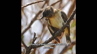 Discover the YellowRumped Thornbill Australias Unique Bird [upl. by Letnom]