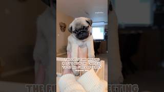 The HEARTWARMING story of how we chose our PUPPY Mosy 🥹🤍 pug dog love [upl. by Leavelle]