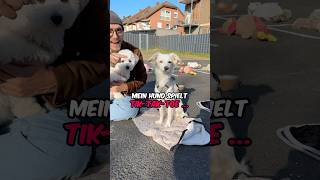 Wer gewinnt Hund vs Hund 🐶 vlog hund djineo [upl. by Stephannie607]