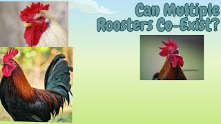 Can Multiple Roosters CoExist In A Flock [upl. by Rip]