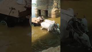 Bulls pulling sand cart dhana agriculture  bulls subscribe animals [upl. by Amitaf]