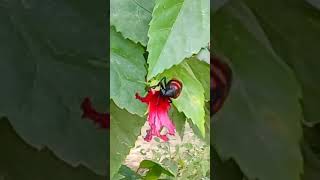 beetle flower and trees 🌲🌹🪲 travel greenerygoals beautifulgreenery [upl. by Kartis]