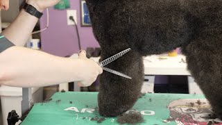 Mini Poodle Pet Trim Grooming  Front Leg Scissoring Tip [upl. by Redwine]