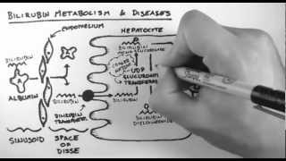 Bilirubin 2  Bilirubin Metabolism amp Diseases [upl. by Yerhcaz]