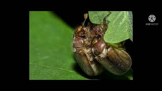 Plaga de  Phyllophaga spp gallina ciega en maíz [upl. by Maribeth583]