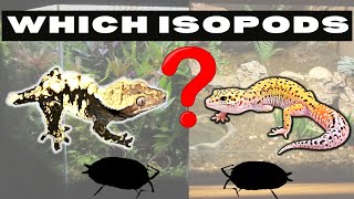 Which Isopod to choose for my Crested Gecko or Leopard Gecko Enclosure [upl. by Assyli823]