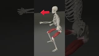 Martial Arts Anatomy 3D Animation shorts [upl. by Lasiaf392]