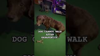 😞Senior dog cannot walk after Gabapentin PART 2 shortsviral [upl. by Volnay]