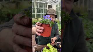 How to plant a simple early Hanging Basket WEBSHOP httpspergolanurseriesecwidcom [upl. by Kennedy]