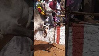 🔥🔥🔥 🔥🔥jallikattu vadammanjuvirattu devar murugan thala tvk trumph usa bull [upl. by Ilyk]