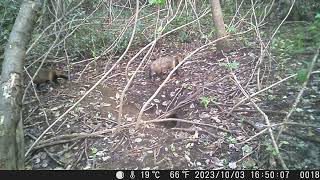 Pee Marking by Male Japanese Raccoon Dog at the Vacant Sett of Japanese Badger in Mid Autumn [upl. by Elpmid]