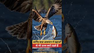 Speed Of Eagle  Eagle  Eagle speed utubeshorts ytyutube fact utube video hindifact बाज़ [upl. by Aicylla799]