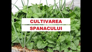 Cultivarea spanacului Câteva reguli de aur pentru recolte bogate🌱🌱🌱 [upl. by Oyam]