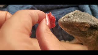 Hand feeding my White Throated Monitor reptileslizard lizardlove cute monitorlizard love [upl. by Tonina]