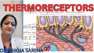 Thermoreceptors Types of receptors [upl. by Aihseym]