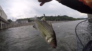 Catching Flathead Catfish On LIVE White Bass In VIOLENT Waters [upl. by Naujd]