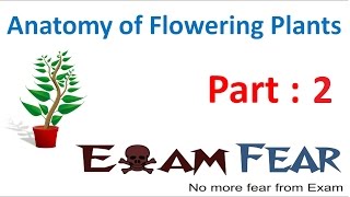 Biology Anatomy of Flowering Plants part 2 Meristematic Tissue Characteristics CBSE class 11 XI [upl. by Egag808]