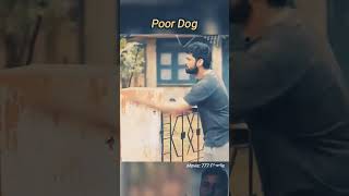 doglover tamil dog puppy animals pets trendingshorts shortsfeed gadgets smartphone [upl. by Konstantine]