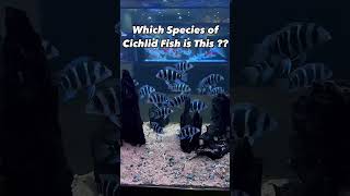 Can You Guess the Cichlid Species in 10 Seconds [upl. by Miehar854]