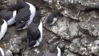 Common Guillemots [upl. by Htiaf]