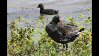 Moorhen Bird Call [upl. by Halie]