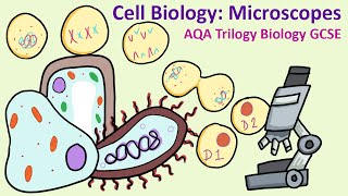 GCSE Science Biology AQA 91  Microscopy [upl. by Lynne]